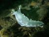 Diamond Back Nudibranch