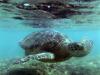 Turtle at Hanauma Bay