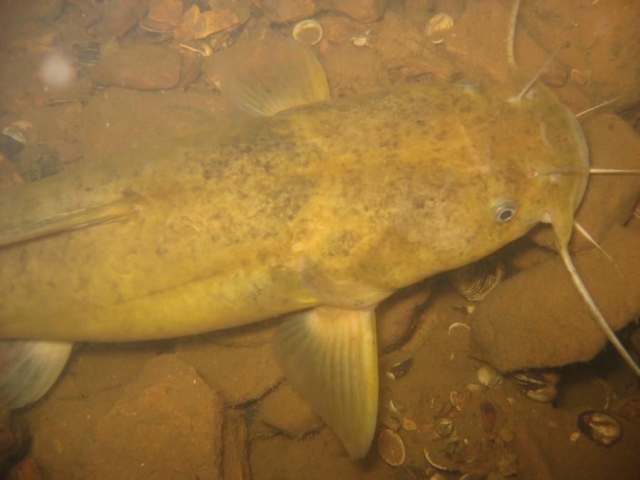 Catfish during a night dive at Lake norfork