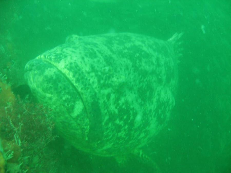 Goliath Grouper