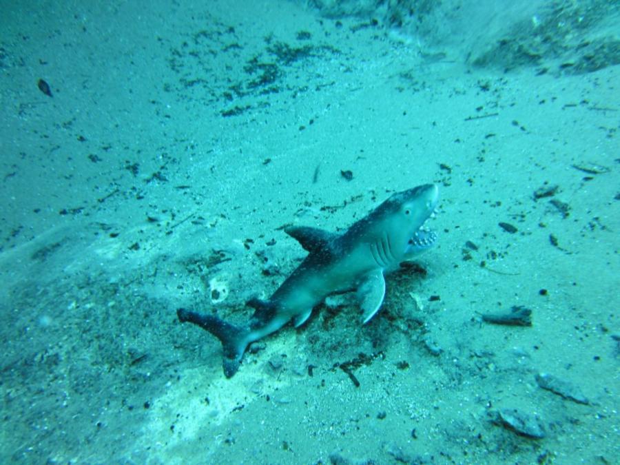 Morrison Springs Shark
