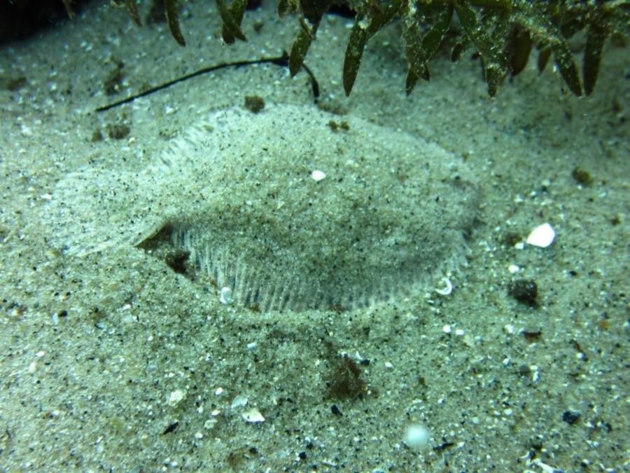 Freshwater Flounder