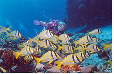 porkfish cedral