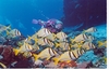 porkfish cedral
