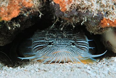 splendid toadfish