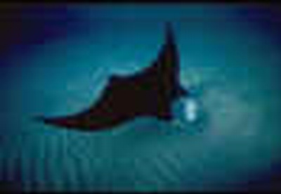 eagleray