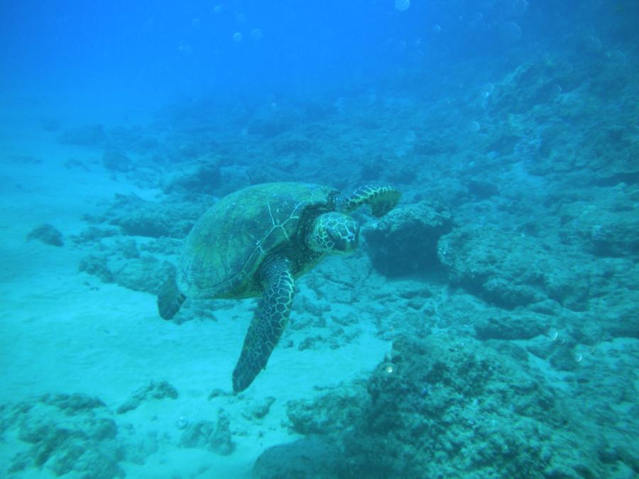 Blackrock, Maui