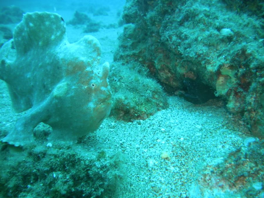 frog fish w/ eel