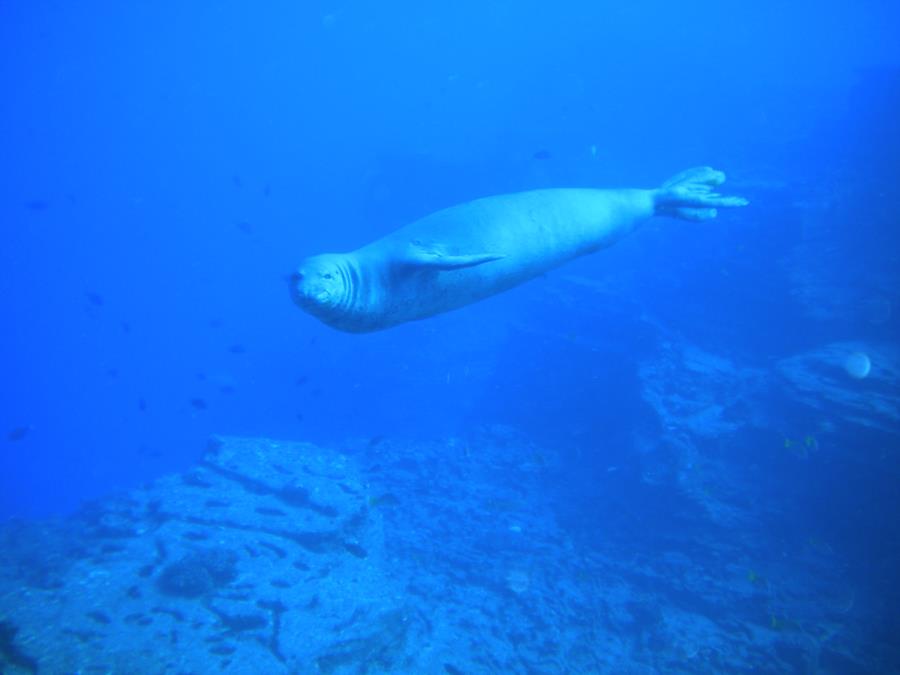 Monk Seal