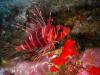 Hawaiian Red Lionfish