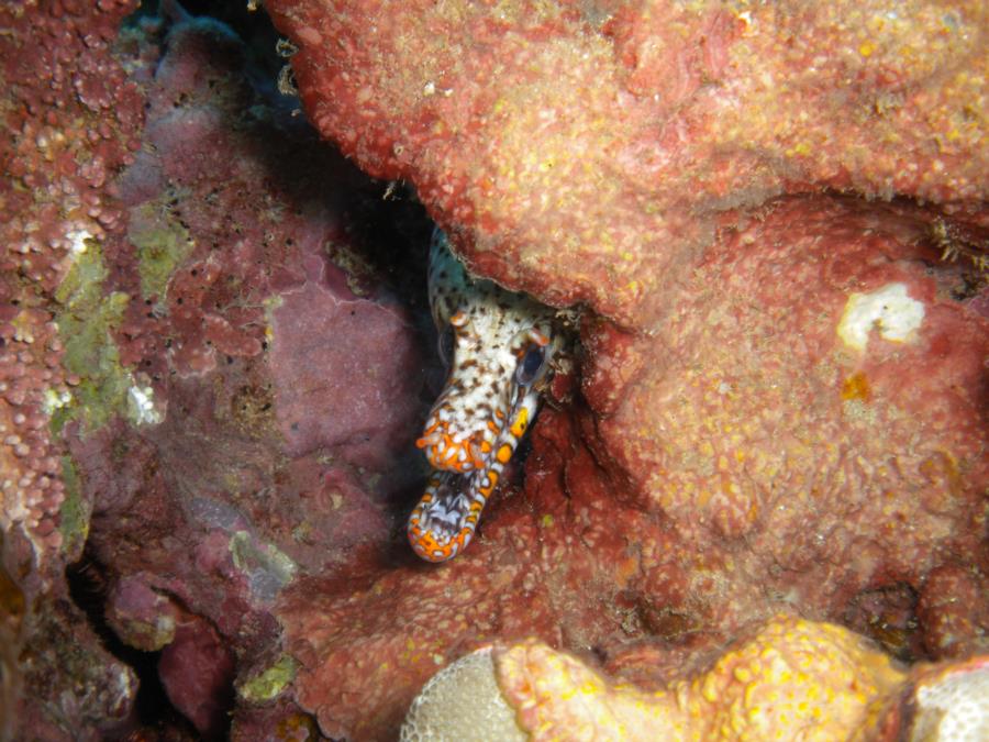 Dragon Moray