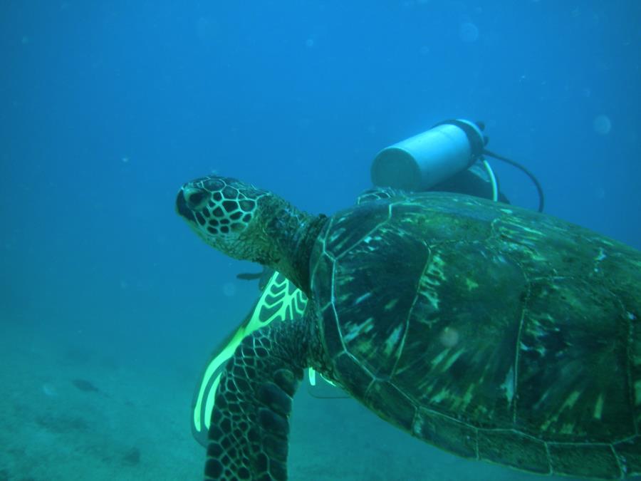 Koloa Landing