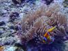 Clown Fish 1