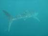 Whale Shark - SCUBAJosh4Life