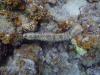 Sea Cucumber - SCUBAJosh4Life