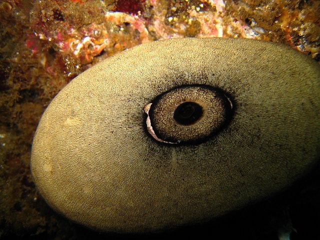 Giant keyhole limpet - Santa Cruz Island