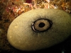 Giant keyhole limpet - Santa Cruz Island