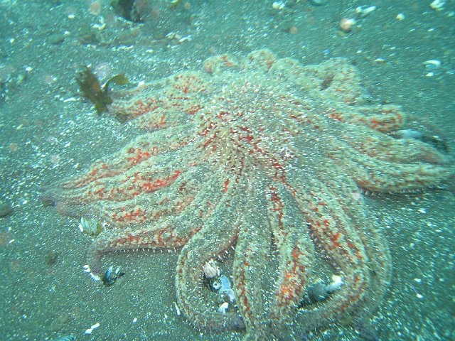 Sun starfish  - Santa Cruz Island