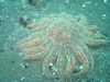 Sun starfish  - Santa Cruz Island