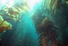 Kelp Forest Catalina Island