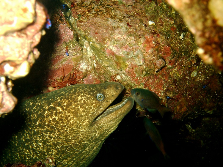 Moray Eel Catalina Island