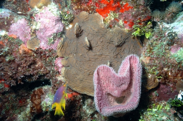 Reef Akumal MExico