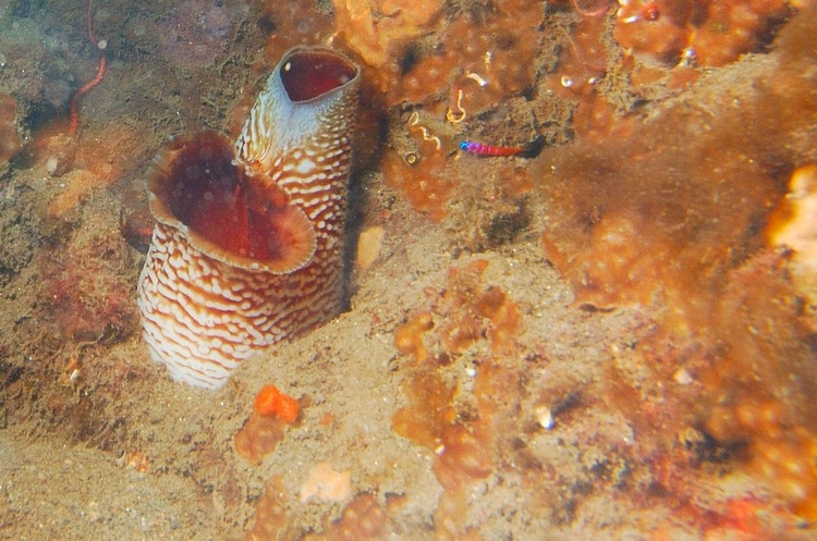 Wart Neck Pidock Clam Siphon - La Jolla Calif