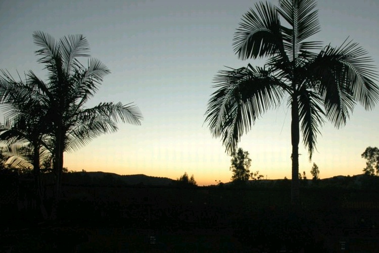 SanDiego Palms