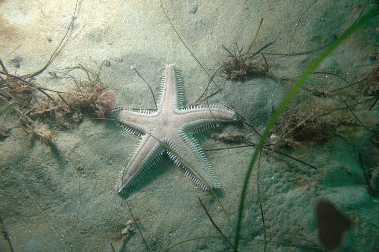 Spiny Star - La Jolla Calif