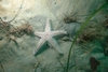 Spiny Star - La Jolla Calif