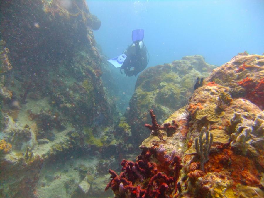 Diving at Sharky’s Hideaway