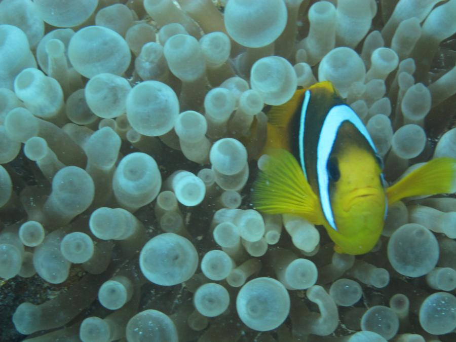 Yellow Nemo, Hurghada