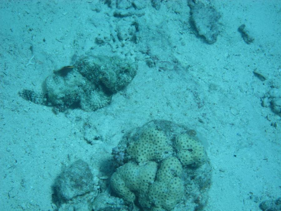 Stonefish, Hurghada