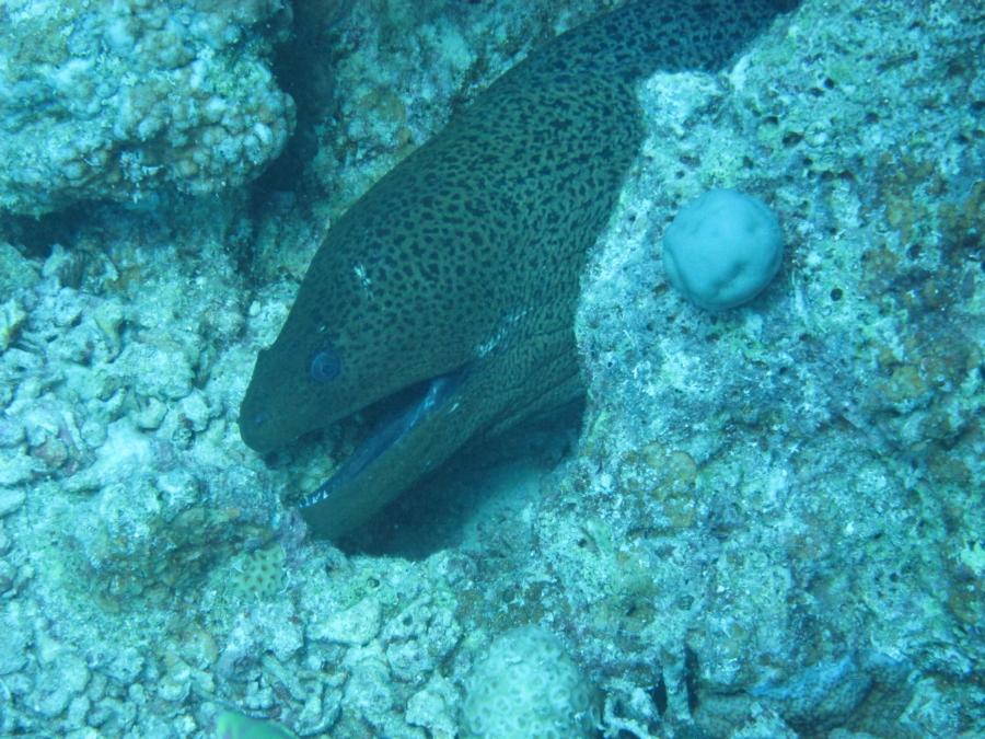 Moray, Hurghada