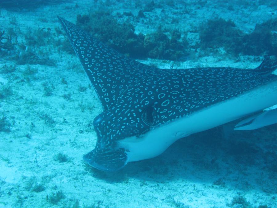 Eagle Ray