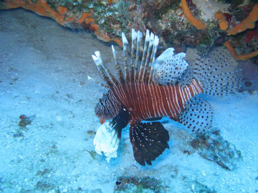 Lion Fish