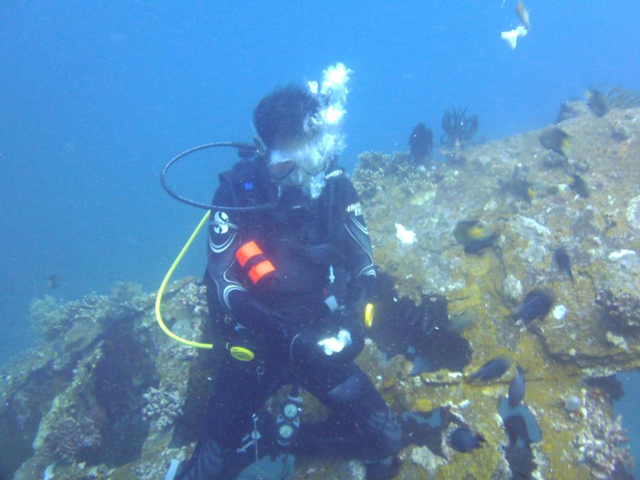 feeding fish at Pillbox Wreck