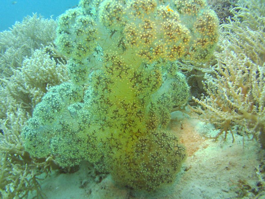 Pasir Putih Wreck soft coral
