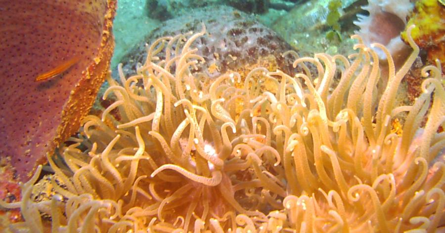 sea anemones in Hotel Mangga shore waters