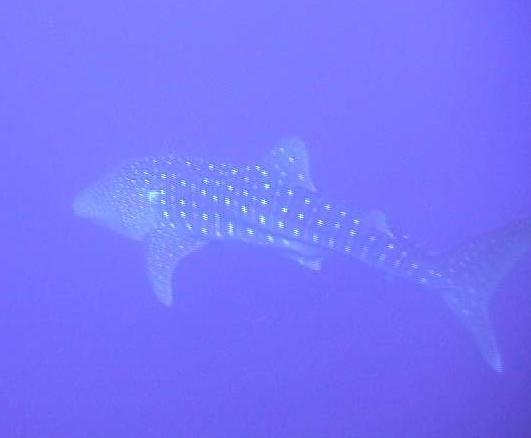 Whale Shark Tahiti
