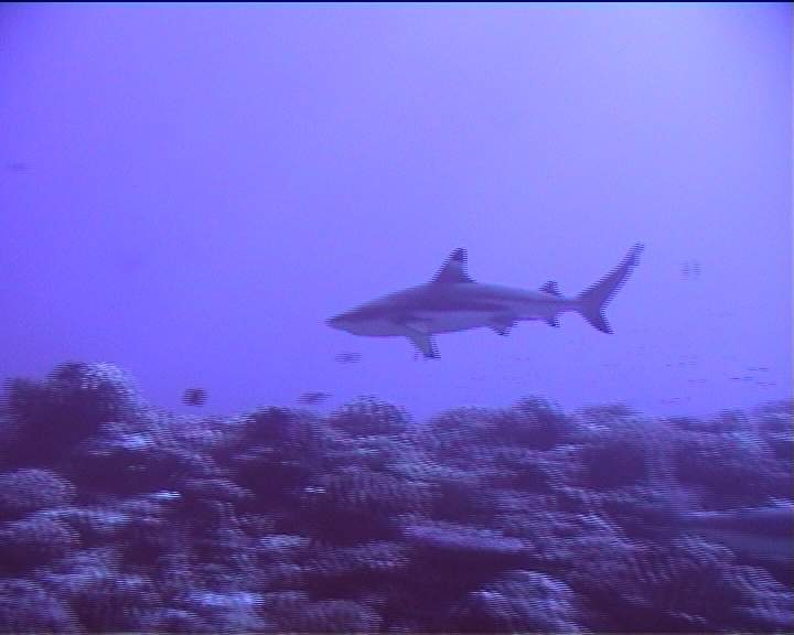 Black Tip Tahiti