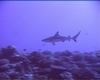 Black Tip Tahiti