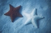 Albino Star Fish - a rare find!