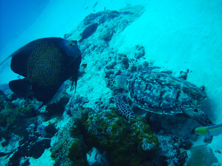 Cozumel Turtles