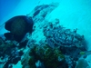 Cozumel Turtles