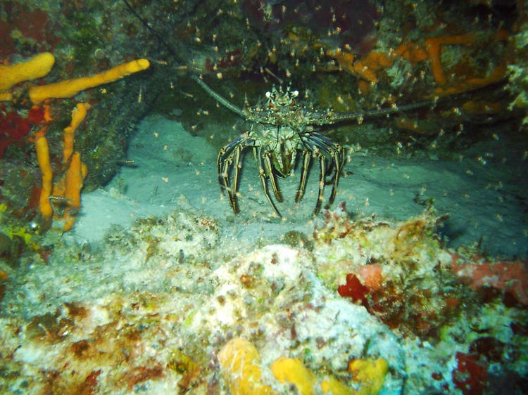 Lobster at Cozumel