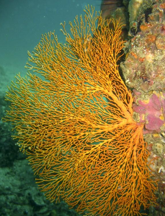 Gorgonian Fan