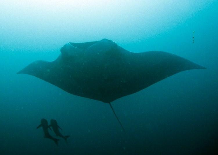 Amazing Manta Ray