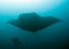 Amazing Manta Ray
