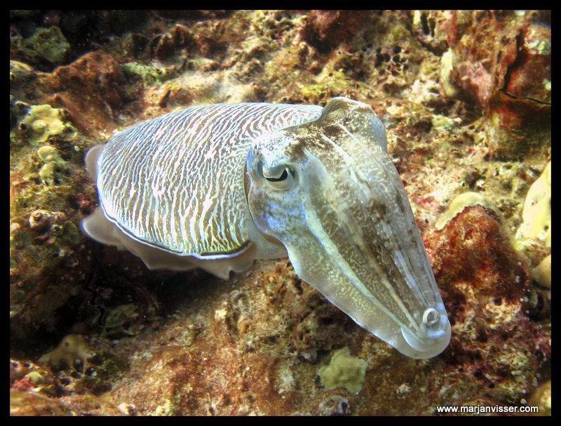 Cuttlefish